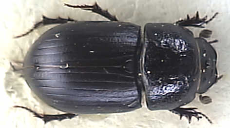 Aphodius ater